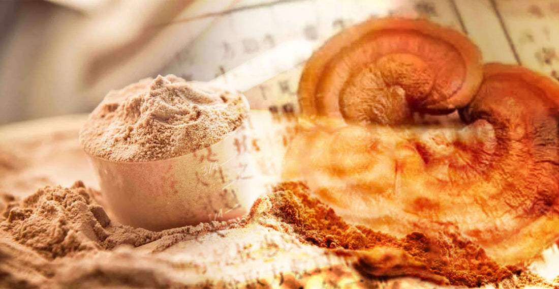 Why should you choose powdered tiger milk mushroom?